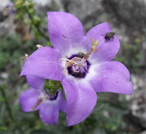 Campanula pyramidalis / Campanula piramidale